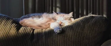 Il microchip diventa obbligatorio anche per i gatti in Italia